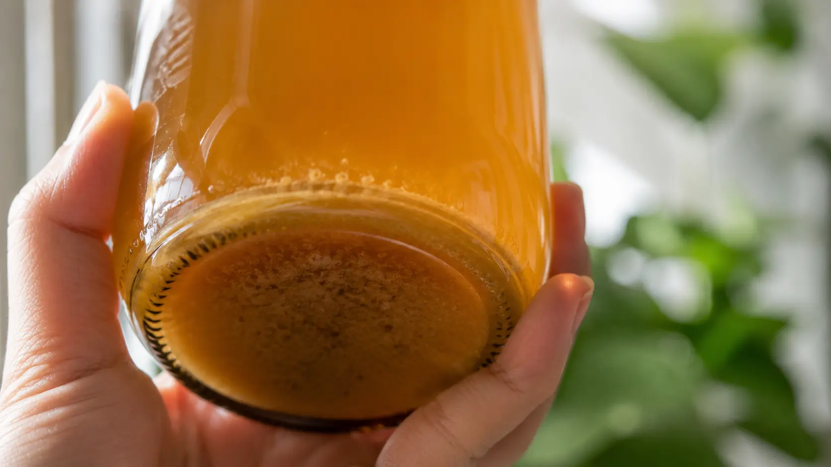 Kombucha sediment in bottle — sign of live cultures and active fermentation